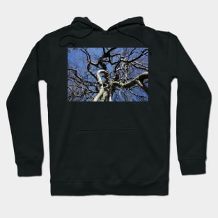 Bare tree with gnarled branches in winter, Germany Hoodie